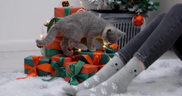 Jeasona Cute Cat Socks for Women – Fun Animal Socks & Cat Gifts for Cat Lovers, Teens, Moms